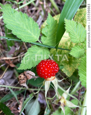 Delicious-looking winter strawberries Delicious-looking winter strawberries 135599863