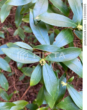 Looking forward to seeing the wintersweet buds 135600005