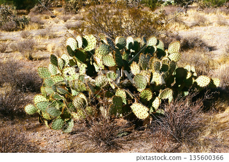 Prickly Pear Cactus Sonora Desert Arizona 135600366