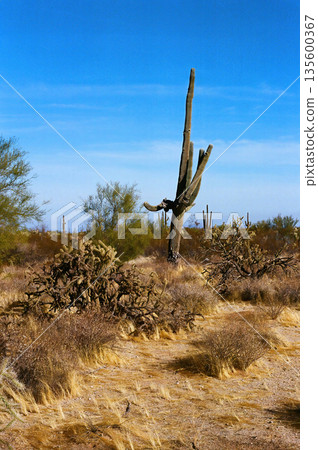 Old Saguaro Cactus Sonora desert Arizona Old Saguaro Cactus Sonora desert Arizona 135600367