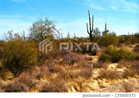Old Saguaro Cactus Sonora desert Arizona Old Saguaro Cactus Sonora desert Arizona 135600375