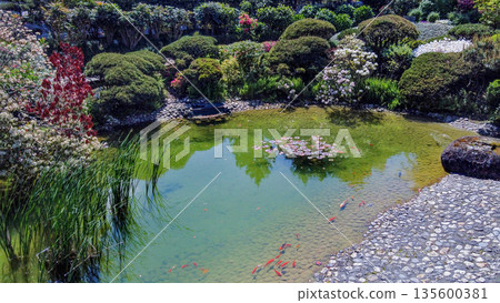 Japanese garden in Le Havre with pondd andd redd fishes(not KOI Japanese garden in Le Havre with pondd andd redd fishes(not KOI 135600381