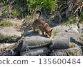 Cats, stray cats, community cats, Higashimurayama City Kitayama Park, Higashimurayama Purification Center Park 135600484