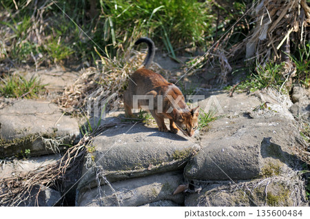 Cats, stray cats, community cats, Higashimurayama City Kitayama Park, Higashimurayama Purification Center Park Cats, stray cats, community cats, Higashimurayama City Kitayama Park, Higashimurayama Purification Center Park 135600484
