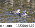 Spot-billed Ducks, Higashimurayama City Kitayama Park, Higashimurayama Purification Center Park 135600485
