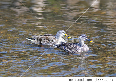 Spot-billed Ducks, Higashimurayama City Kitayama Park, Higashimurayama Purification Center Park Spot-billed Ducks, Higashimurayama City Kitayama Park, Higashimurayama Purification Center Park 135600485