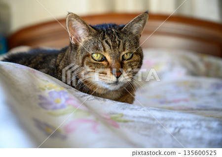 Tabby cat relaxing on the bed Tabby cat relaxing on the bed 135600525
