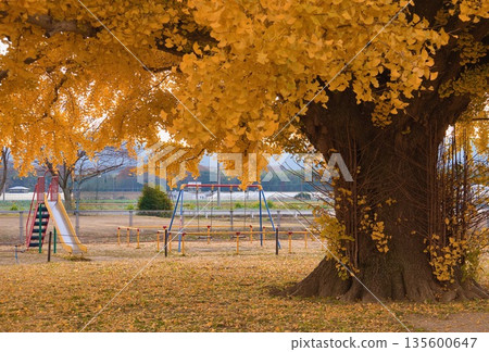 銀杏變黃了 135600647