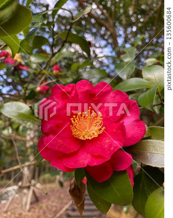 絢麗的山茶花 135600684
