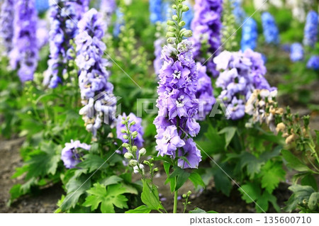 Daihienso (Hienso, Chidori grass, Chidori flower, Suijaku flower, Suijaku, Hibari no tsume, Shiroko flower, Hyakubugusa, Guzume lotus) 135600710