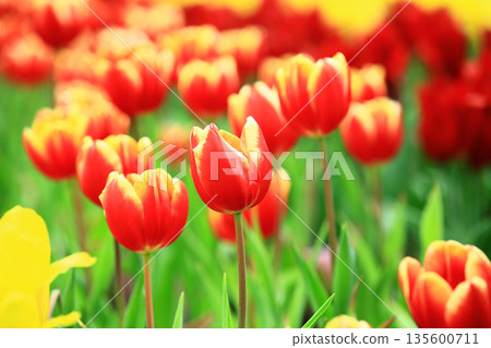 美麗的鬱金香(洋荷花,旱荷花,草麝香,鬱香,紫述香) 135600711