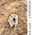 一隻笑容燦爛的紅色柴犬抬頭看著鏡頭。 135600830