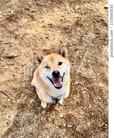 一隻笑容燦爛的紅色柴犬抬頭看著鏡頭。 135600830