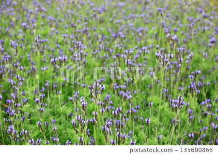 薰喰草、哈巴薰草、英式薰薰草、香浴草、哈巴薰草 135600866