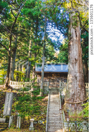 The large cedar tree of Hosono Suwa Shrine The large cedar tree of Hosono Suwa Shrine 135601176