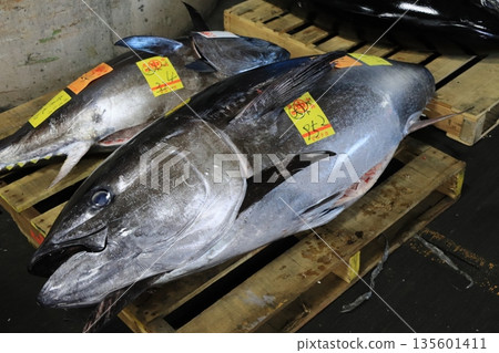 生藍鰭鮪魚拍賣 生藍鰭鮪魚拍賣 135601411