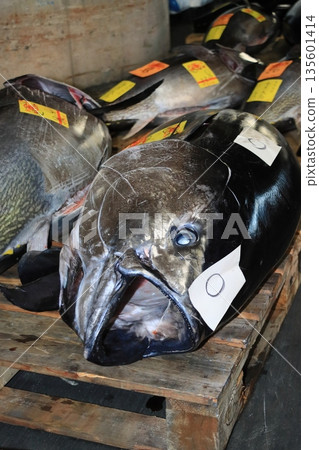 Fresh bluefin tuna sold at auction Fresh bluefin tuna sold at auction 135601414