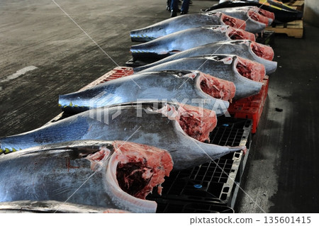 Fresh bluefin tuna sold at auction Fresh bluefin tuna sold at auction 135601415
