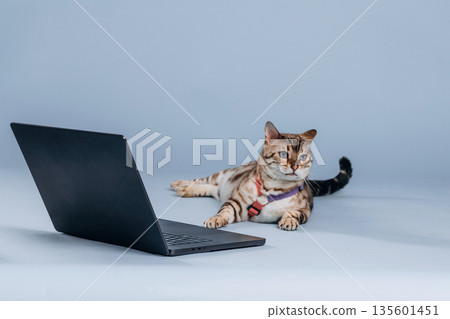 Laying down by the laptop. Beautiful Bengal cat against a light blue background 135601451