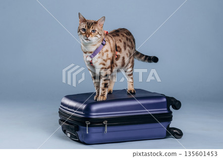 Suitcase is on the floor. Beautiful Bengal cat against a light blue background 135601453