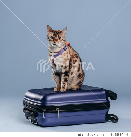 Suitcase is on the floor. Beautiful Bengal cat against a light blue background Suitcase is on the floor. Beautiful Bengal cat against a light blue background 135601454
