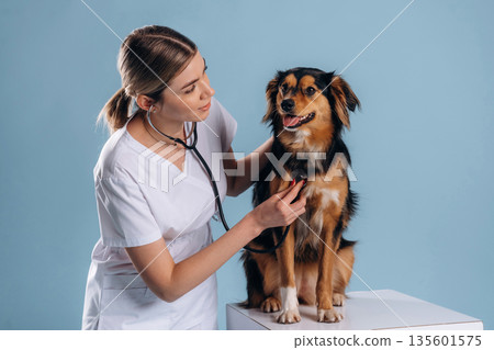 Checking the heartbeat. Woman veterinarian is with mixed-breed dog Checking the heartbeat. Woman veterinarian is with mixed-breed dog 135601575