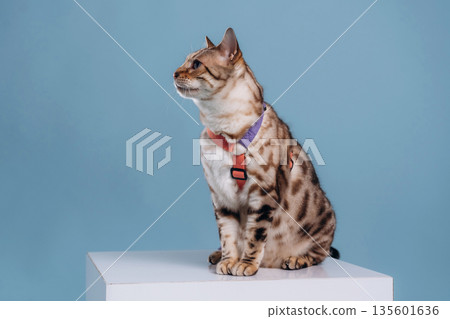 Sitting on the white cube. Beautiful Bengal cat against a light blue background 135601636