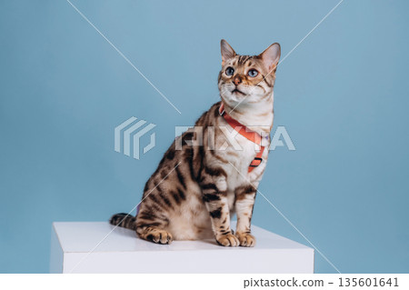 In the studio with white cube. Beautiful Bengal cat against a light blue background In the studio with white cube. Beautiful Bengal cat against a light blue background 135601641