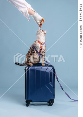 Eating sweets from woman's hand. Beautiful Bengal cat against a light blue background 135601653
