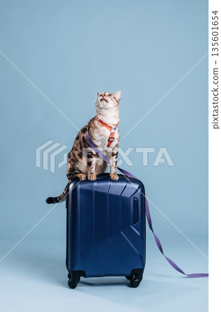 On top of suitcase. Beautiful Bengal cat against a light blue background 135601654