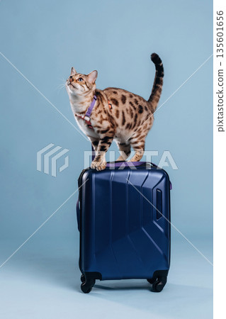 On top of suitcase. Beautiful Bengal cat against a light blue background On top of suitcase. Beautiful Bengal cat against a light blue background 135601656