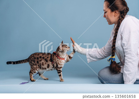 Sitting, giving high five. Female veterinarian is with Bengal cat Sitting, giving high five. Female veterinarian is with Bengal cat 135601658