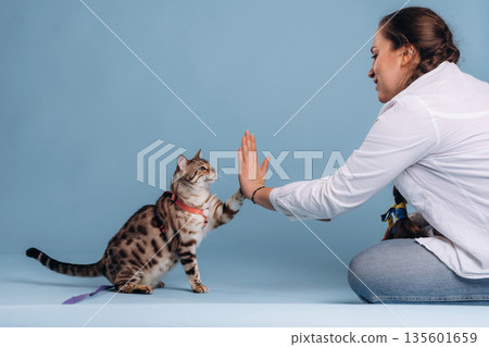Sitting, giving high five. Female veterinarian is with Bengal cat Sitting, giving high five. Female veterinarian is with Bengal cat 135601659