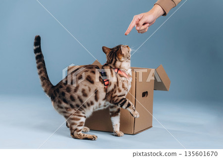 Woman's finger pointing. Near the box. Beautiful Bengal cat against a light blue background 135601670