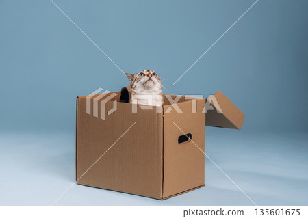 In the box. Beautiful Bengal cat against a light blue background 135601675