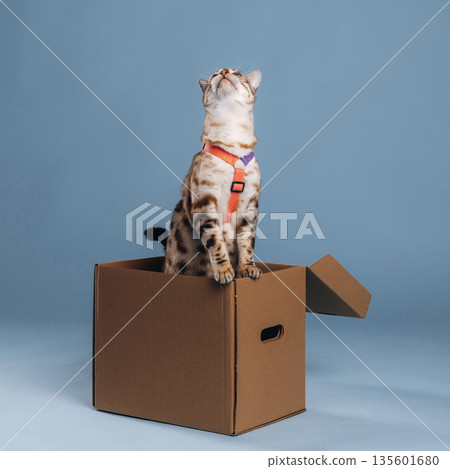 With collar, on the box. Beautiful Bengal cat against a light blue background With collar, on the box. Beautiful Bengal cat against a light blue background 135601680