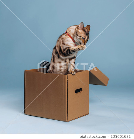 Cleaning, licking paw. Beautiful Bengal cat against a light blue background Cleaning, licking paw. Beautiful Bengal cat against a light blue background 135601681