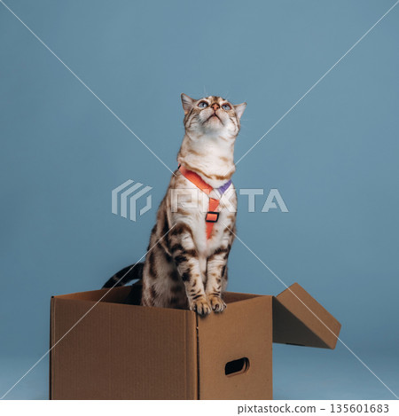 With collar, on the box. Beautiful Bengal cat against a light blue background With collar, on the box. Beautiful Bengal cat against a light blue background 135601683