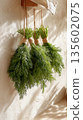 Fresh dill bundles hanging on rustic wall in sunlit kitchen 135602075