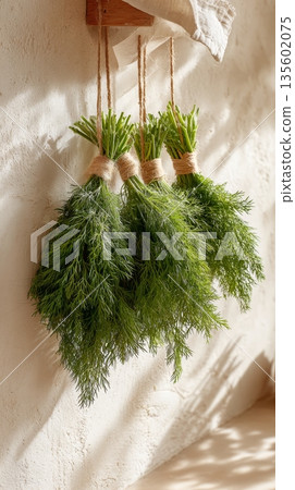 Fresh dill bundles hanging on rustic wall in sunlit kitchen Fresh dill bundles hanging on rustic wall in sunlit kitchen 135602075