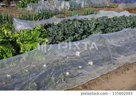 Home garden Home garden 135602085