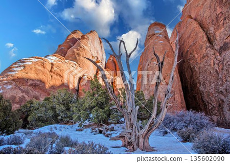 Dead tree with red cliffs in winter desert Dead tree with red cliffs in winter desert 135602090