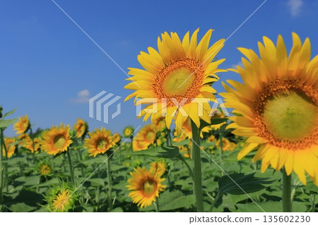 Sunflowers blooming towards the sun - Large sunflowers Sunflowers blooming towards the sun - Large sunflowers 135602230