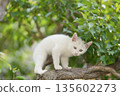 May: A white kitten grows up quickly 135602273