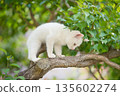 May: A white kitten grows up quickly 135602274