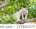 May: A white kitten grows up quickly 135602275
