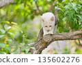 May: A white kitten grows up quickly 135602276