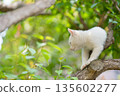 May: A white kitten grows up quickly 135602277