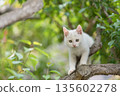 May: A white kitten grows up quickly 135602278