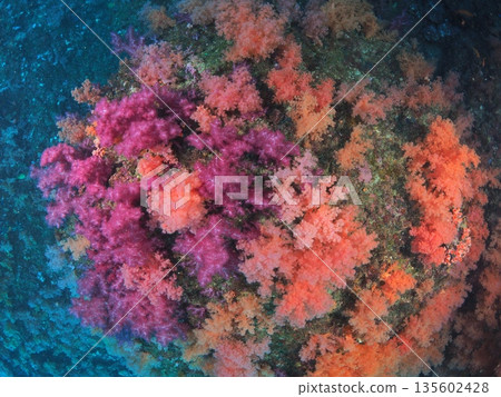 Izu/Ito - Colorful soft coral colonies - Abstract underwater texture - Underwater art background Izu/Ito - Colorful soft coral colonies - Abstract underwater texture - Underwater art background 135602428